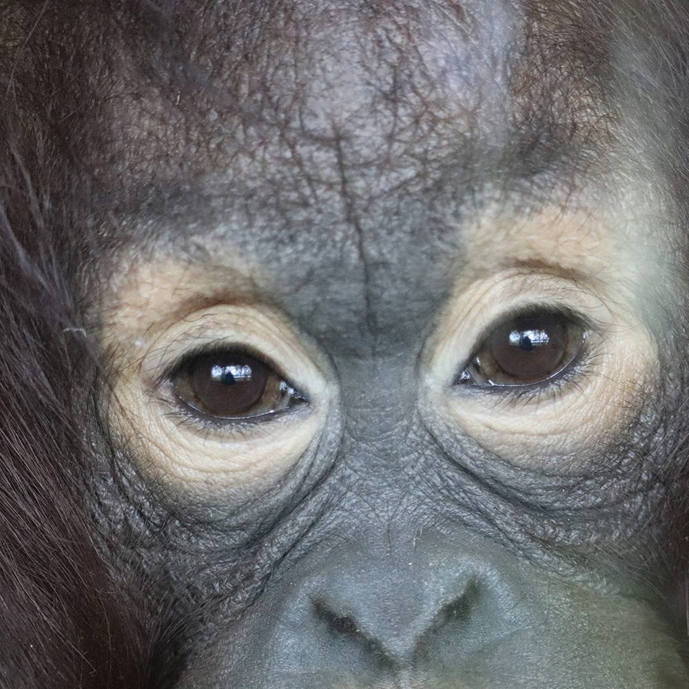 <b>BORNEAN ORANGUTAN</b>
<br>
<i>Pongo pygmaeus</i>
<br>
Where They Live: Borneo
<br>
Status: Endangered