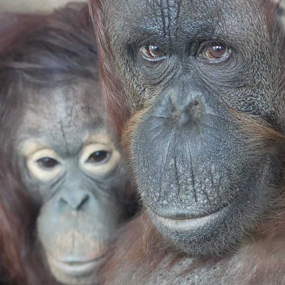 <b>BORNEAN ORANGUTAN</b>
<br>
<i>Pongo pygmaeus</i>
<br>
Where They Live: Borneo
<br>
Status: Endangered