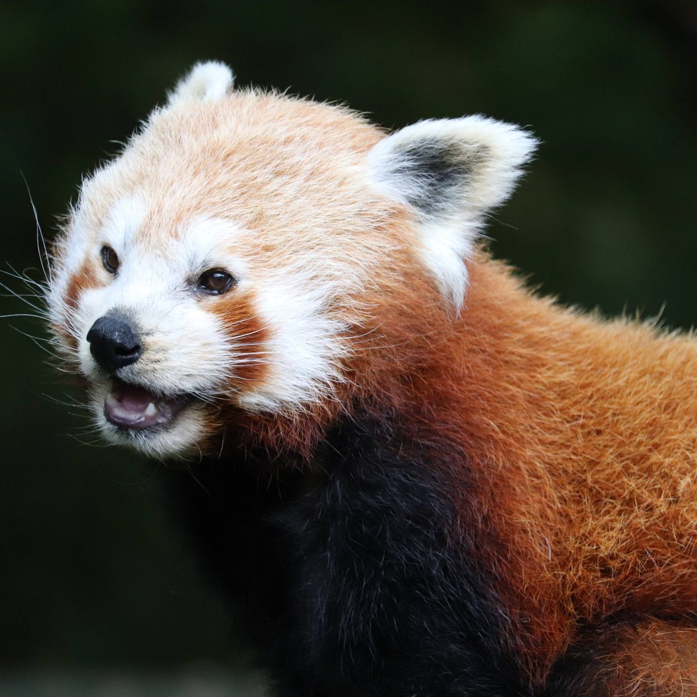 <b>RED PANDA</b>
<br>
<i>Ailurus fulgens</i>
<br>
Where They Live: Himalayas, East India
<br>
Status: Vulnerable