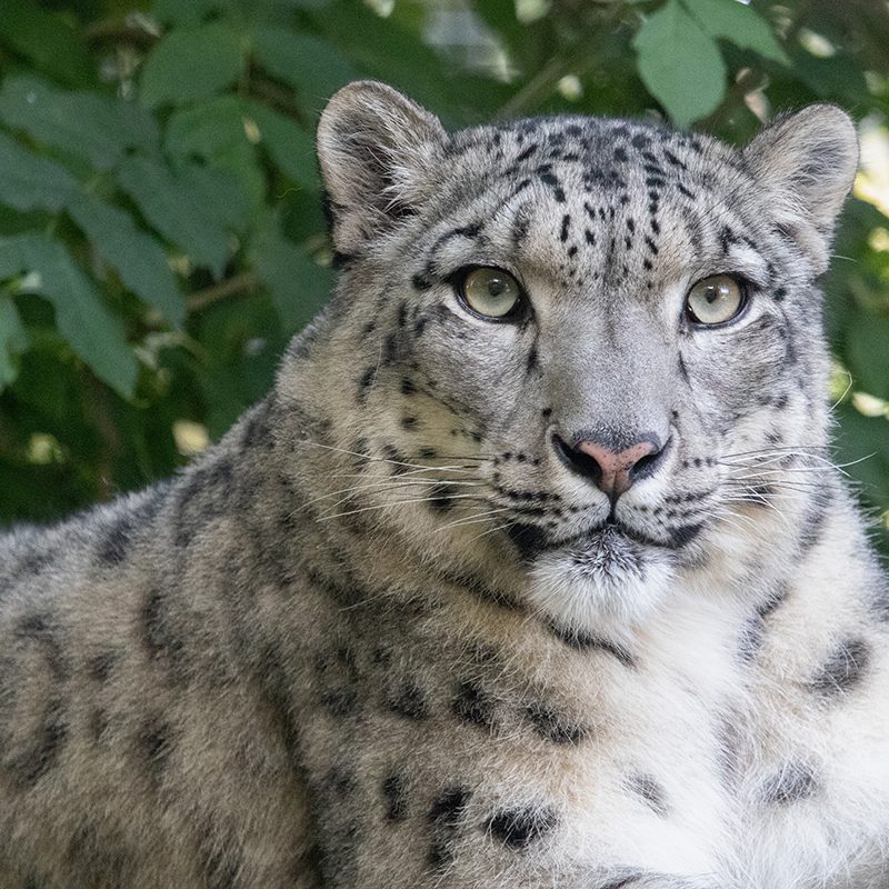 <b>SNOW LEOPARD</b>
<br>
<i>Panthera uncia</i>
<br>
Where They Live: Central & South Asia
<br>
Status: Vulnerable