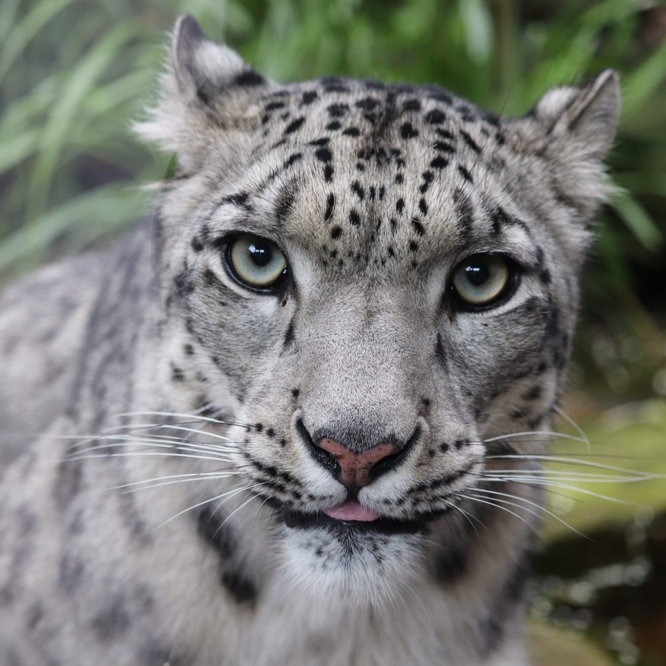 <b>SNOW LEOPARD</b>
<br>
<i>Panthera uncia</i>
<br>
Where They Live: Central & South Asia
<br>
Status: Vulnerable