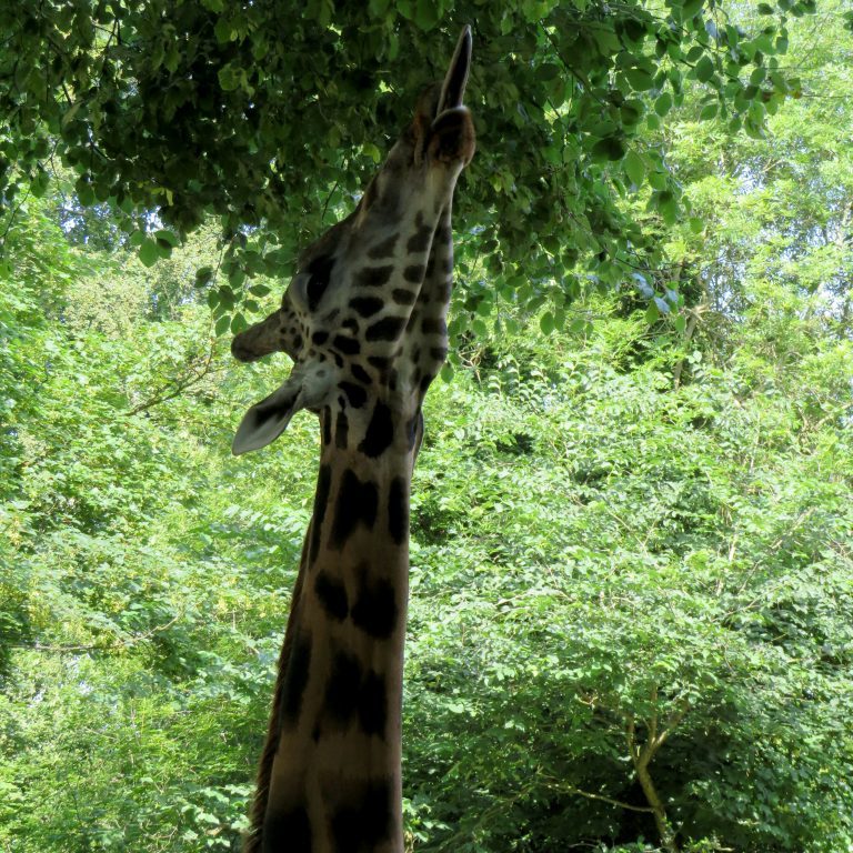 <b>ROTHSCHILD'S GIRAFFE</b>
<br>
<i>Giraffa camelopardalis rothschildi</i>
<br>
Where They Live: Uganda, Nairobi & Kenya
<br>
Status: Endangered
