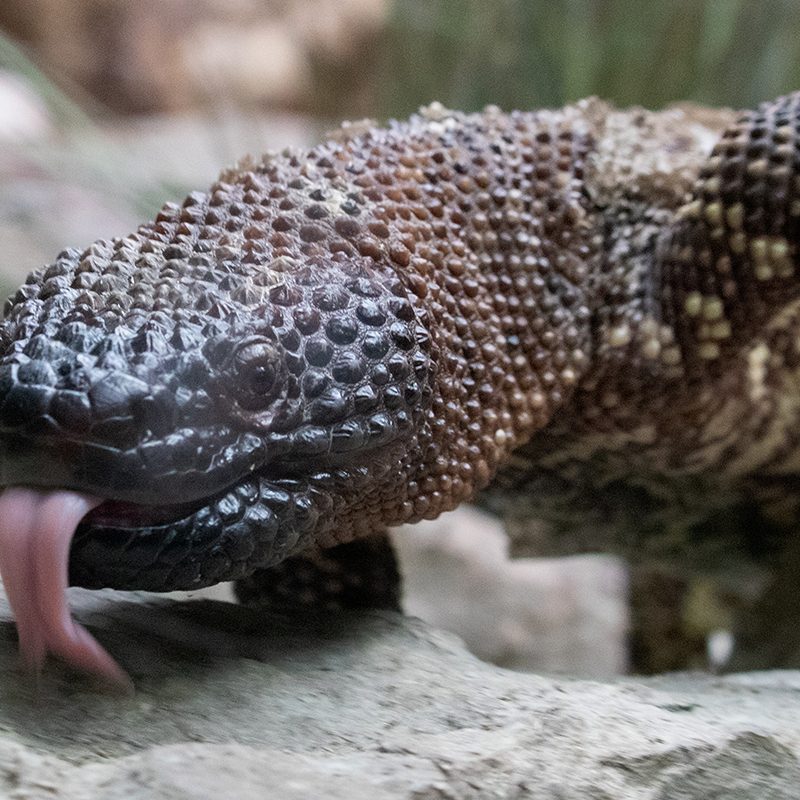 <b>MEXICAN BEADED LIZARD</b>
<i>Heloderma horridum</i>
<br>
Where They Live: Mexico & Guatemala
<br>
Status: Least Concern