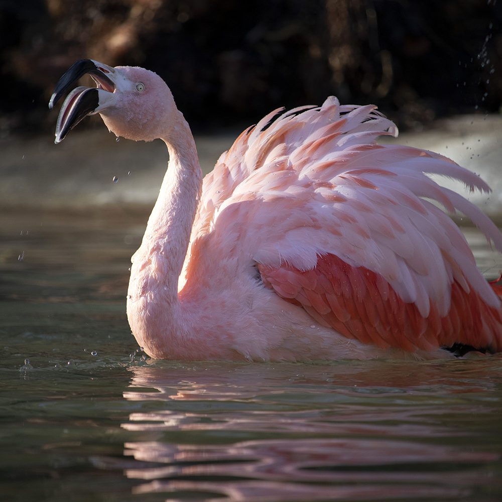 <b>CHILEAN FLAMINGO</b>
<i>Phoenicopterus chilensis</i>
<br>
Where They Live: Ecuador, Peru, Chile & Argentina
<br>
Status: Near Threatened