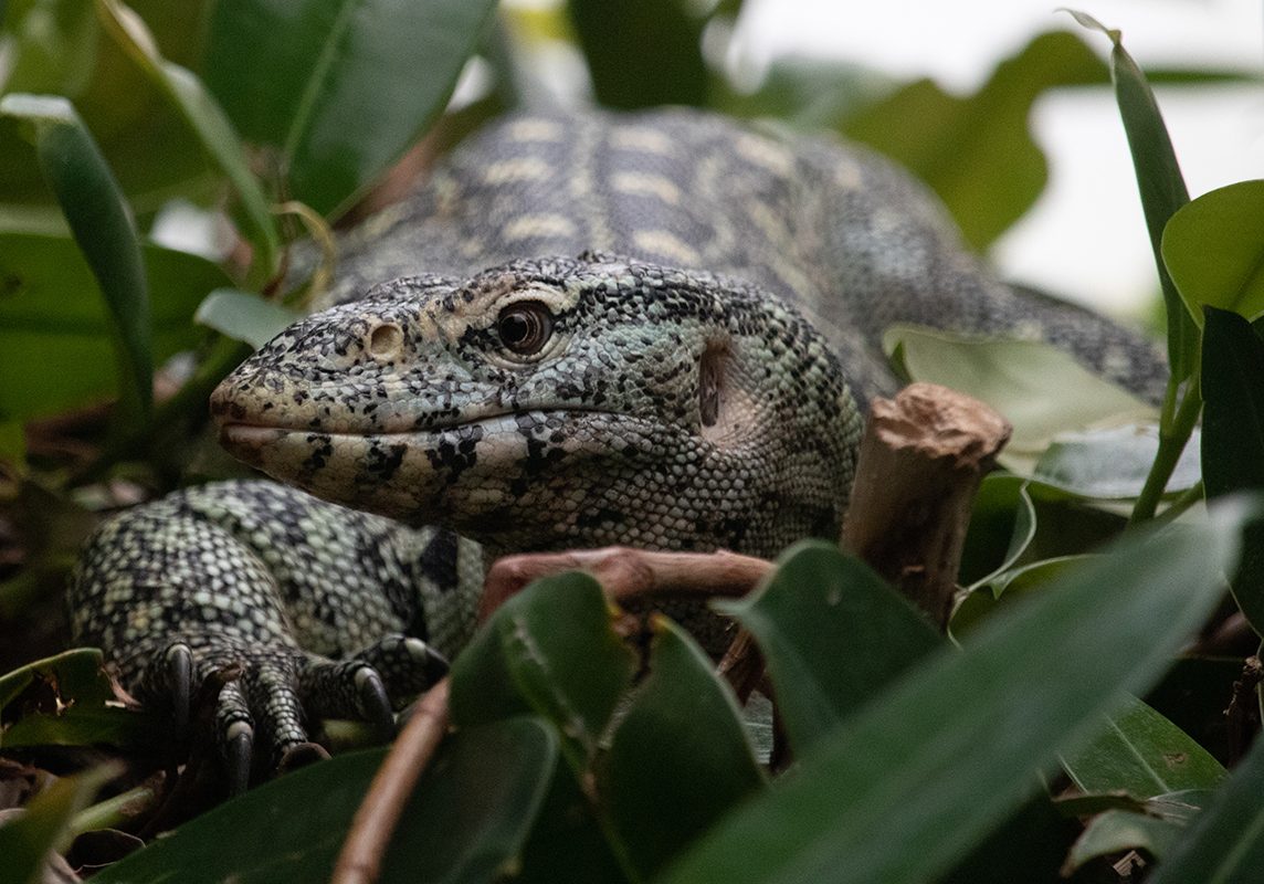 <b>NILE MONITOR</b>
<br>
<i>Varanus niloticus</i>
<br>
Where They Live: Africa