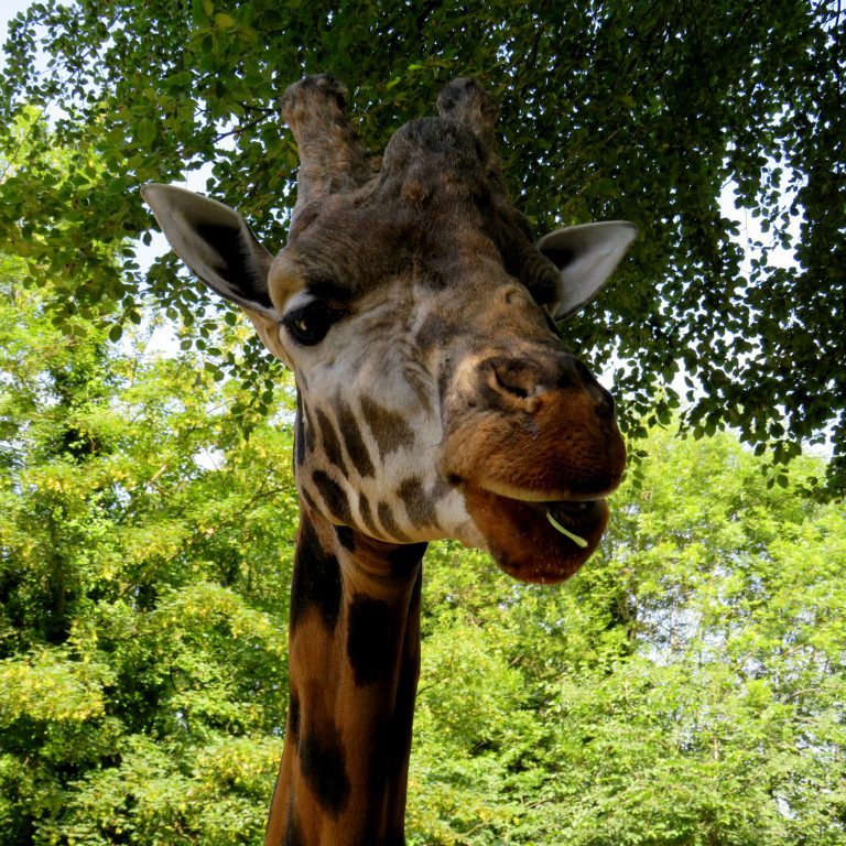 <b>ROTHSCHILD'S GIRAFFE</b>
<br>
<i>Giraffa camelopardalis rothschildi</i>
<br>
Where They Live: Uganda, Nairobi & Kenya
<br>
Status: Endangered