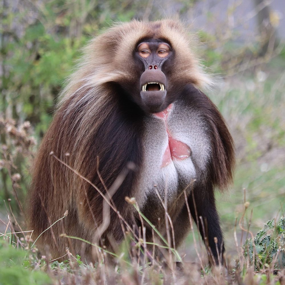 <b>GELADA</b>
<br>
<i>Theropithecus gelada</i>
<br>
Where They Live: Ethiopian Highlands
<br>
Status: Least Concern