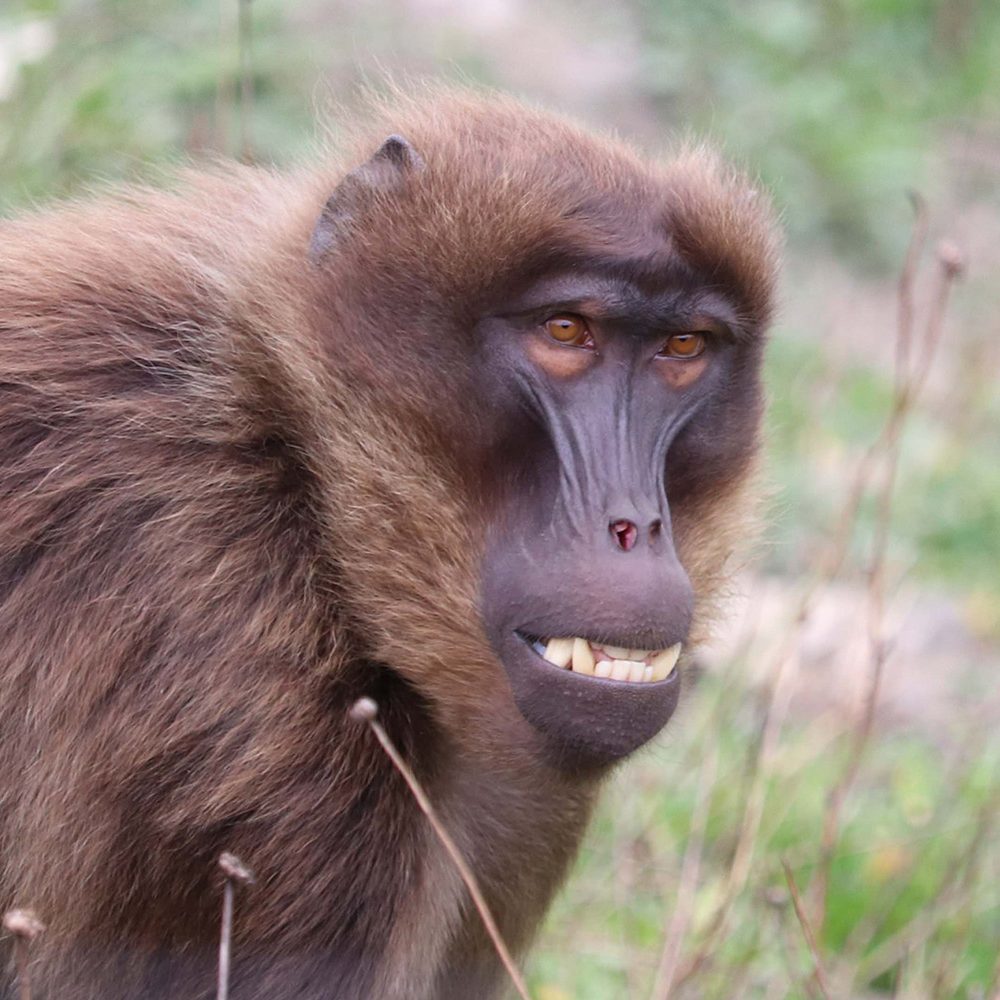 <b>GELADA</b>
<br>
<i>Theropithecus gelada</i>
<br>
Where They Live: Ethiopian Highlands
<br>
Status: Least Concern