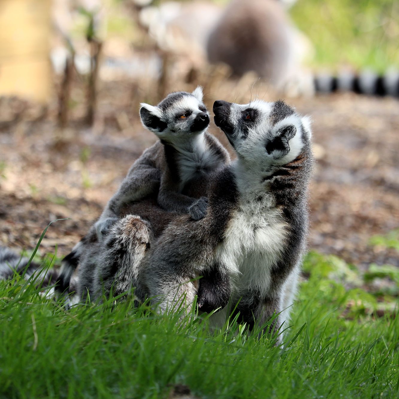 <b>RING-TAILED LEMUR</b>
<br>
<i>Lemur catta</i>
<br>
Where They Live: Madagascar
<br>
Status: Near Threatened