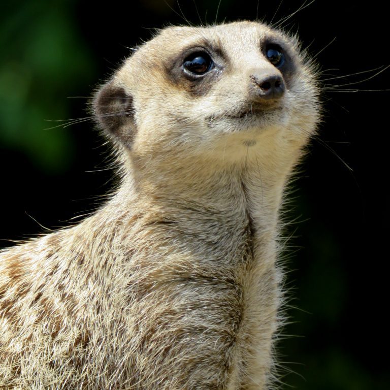 <b>MEERKAT</b>
<br>
<i>Suricata suricatta</i>
<br>
Where They Live: Botswana, Namibia, Angola & South Africa
<br>
Status: Least Concern