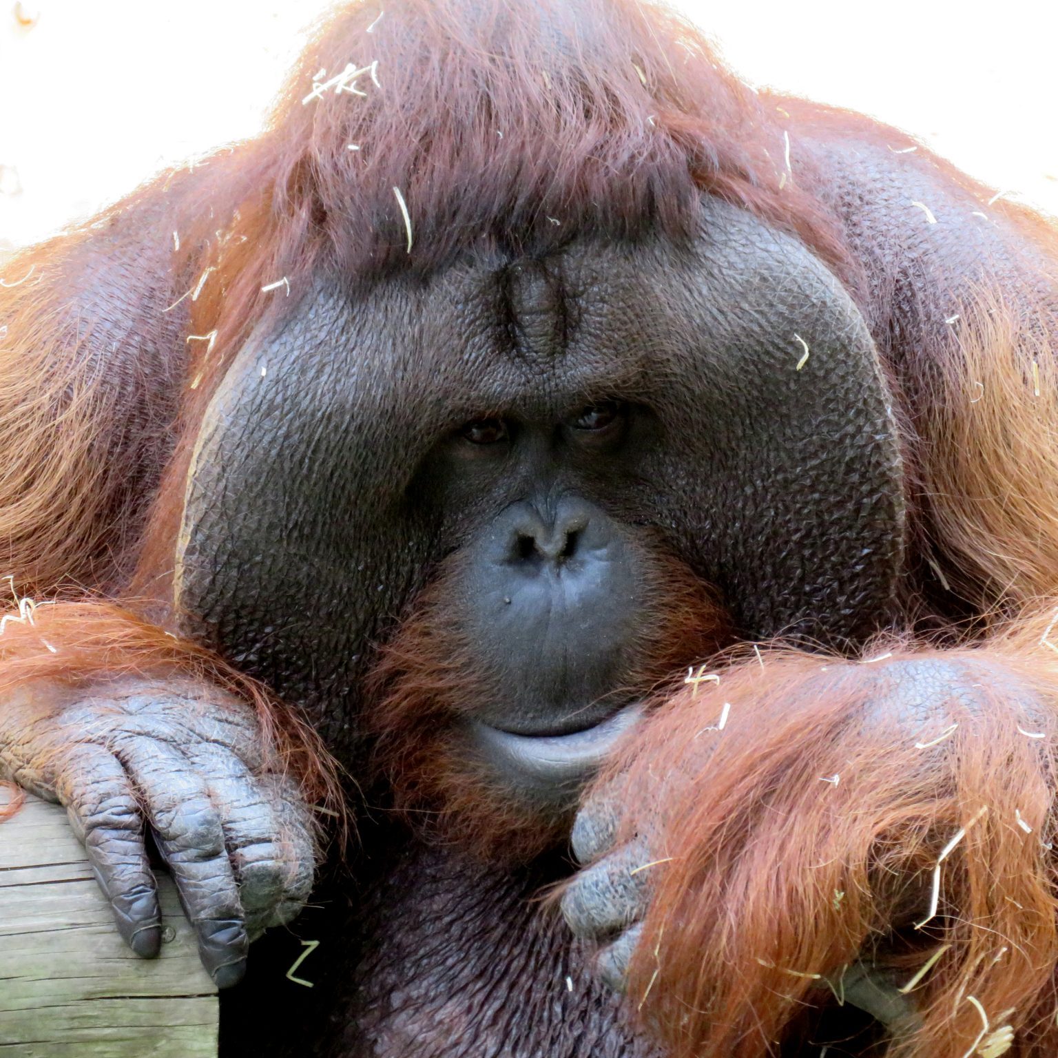 <b>BORNEAN ORANGUTAN</b>
<br>
<i>Pongo pygmaeus</i>
<br>
Where They Live: Borneo
<br>
Status: Endangered
