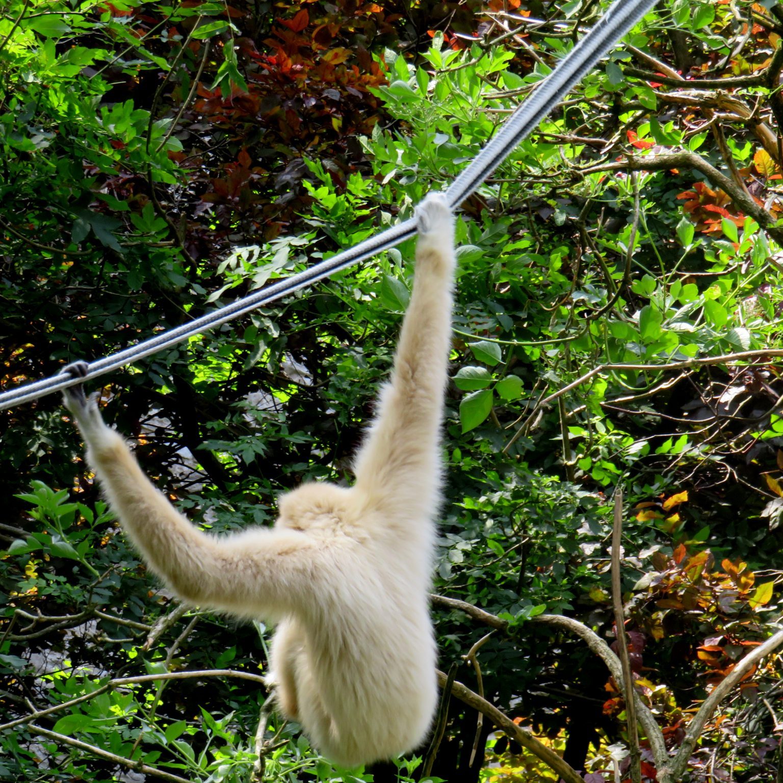 <b>LAR GIBBON</b>
<br>
<i>Hylobates lar</i>
<br>
Where They Live: China, Thailand, Laos, Burma & Indonesia
<br>
Status: Endangered
