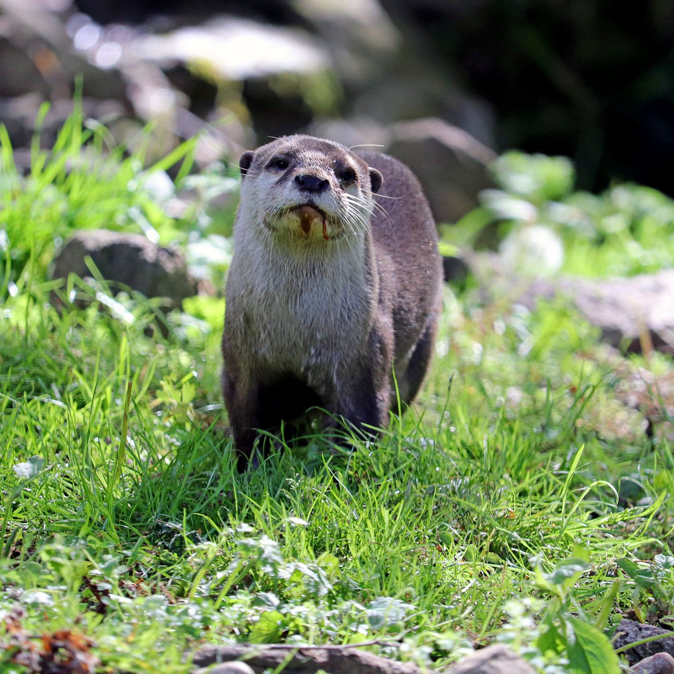 <b>ASIATIC SHORT-CLAWED OTTER</b>
<br>
<i>Amblonyx cinereus</i>
<br>
Where They Live: South East Asia
<br>
Status: Vulnerable