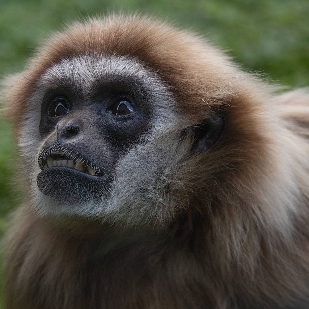 <b>LAR GIBBON</b>
<br>
<i>Hylobates lar</i>
<br>
Where They Live: China, Thailand, Laos, Burma & Indonesia
<br>
Status: Endangered