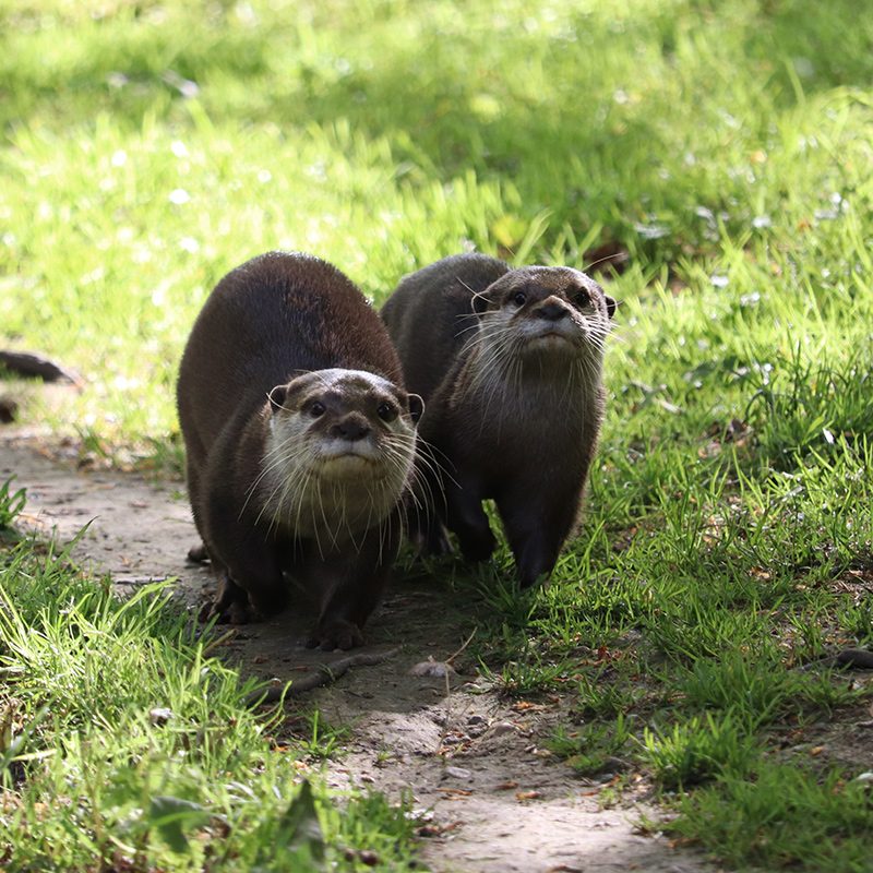 <b>ASIATIC SHORT-CLAWED OTTER</b>
<br>
<i>Amblonyx cinereus</i>
<br>
Where They Live: South East Asia
<br>
Status: Vulnerable