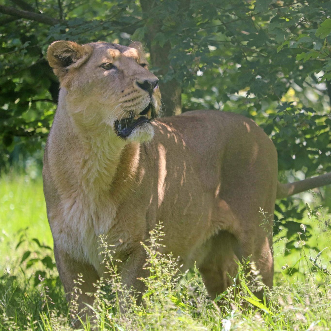 <b>ASIATIC LION</b>
<br>
<i>Panthera leo persica</i>
<br>
Where They Live: India
<br>
Status: Endangered