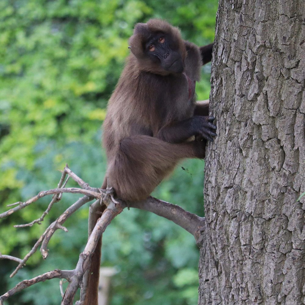 <b>GELADA</b>
<br>
<i>Theropithecus gelada</i>
<br>
Where They Live: Ethiopian Highlands
<br>
Status: Least Concern