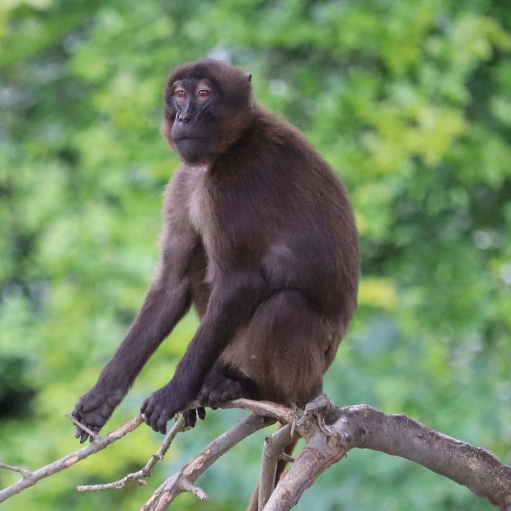 <b>GELADA</b>
<br>
<i>Theropithecus gelada</i>
<br>
Where They Live: Ethiopian Highlands
<br>
Status: Least Concern