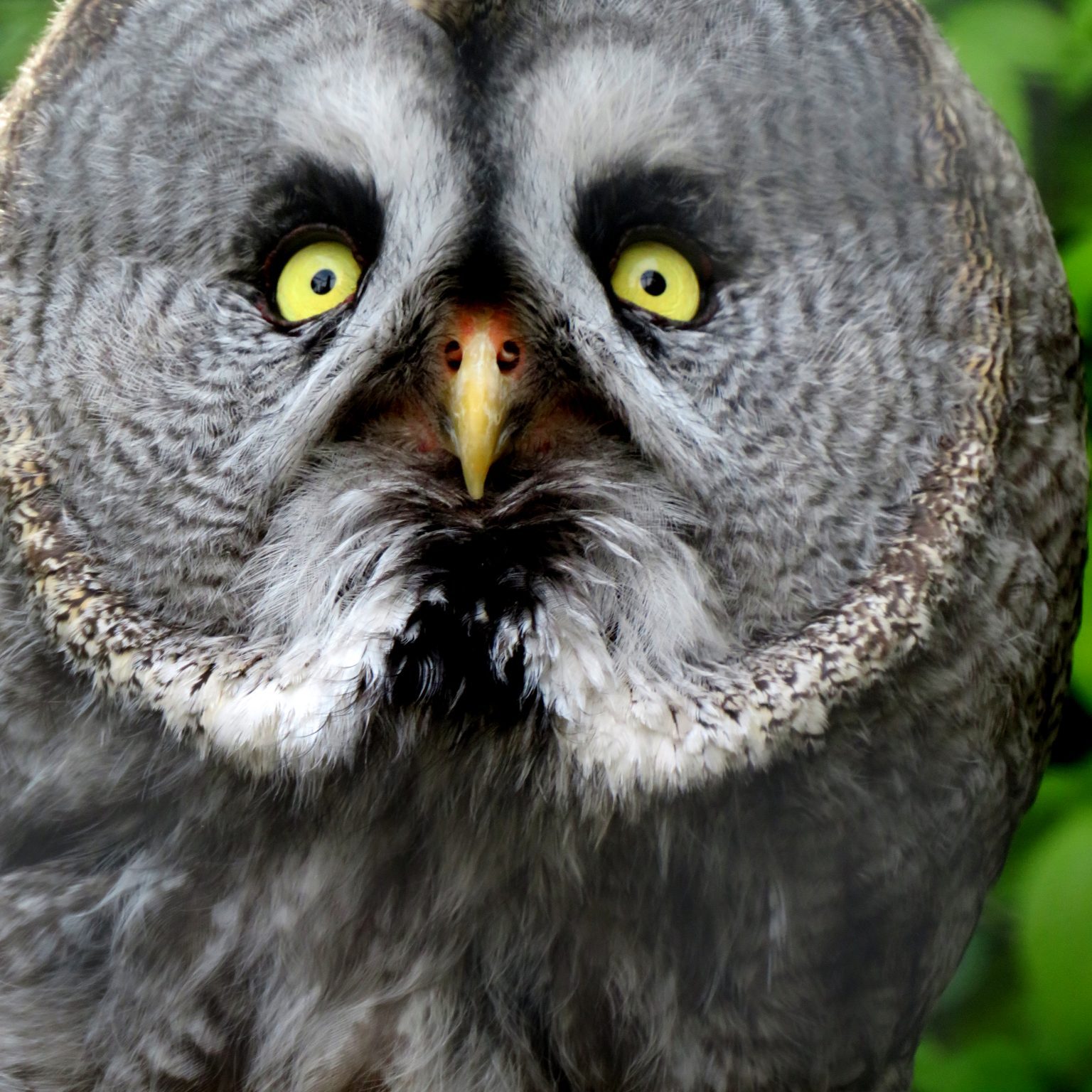 <b>GREAT GREY OWL</b>
<br>
<i>Strix nebulosa</i>
<br>
Where They Live: Northern Hemisphere
<br>
Status: Least Concern
