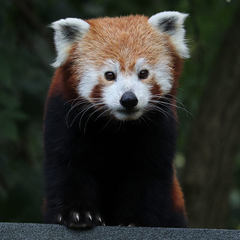 <b>RED PANDA</b>
<br>
<i>Ailurus fulgens</i>
<br>
Where They Live: Himalayas, East India
<br>
Status: Vulnerable