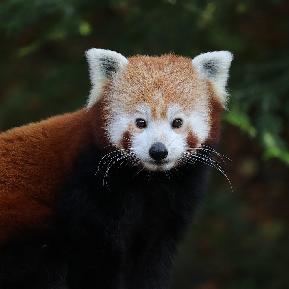 <b>RED PANDA</b>
<br>
<i>Ailurus fulgens</i>
<br>
Where They Live: Himalayas, East India
<br>
Status: Vulnerable