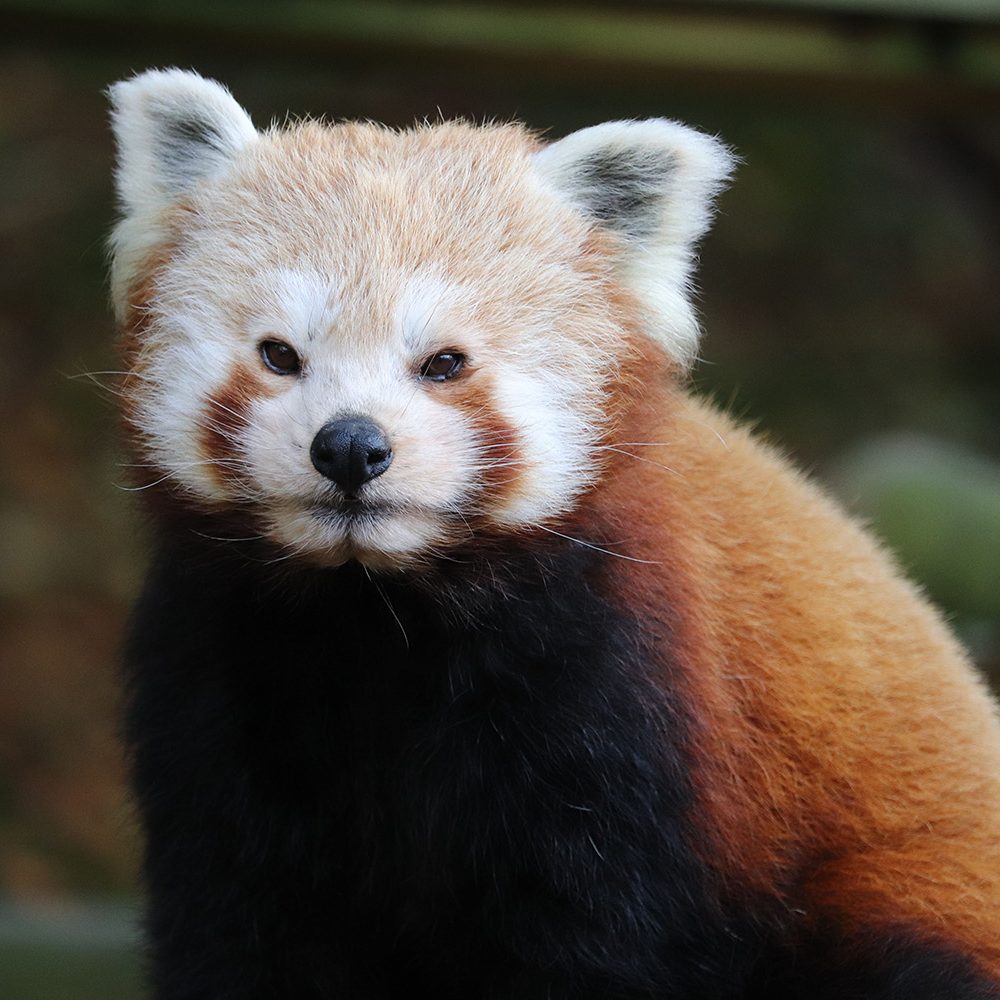 <b>RED PANDA</b>
<br>
<i>Ailurus fulgens</i>
<br>
Where They Live: Himalayas, East India
<br>
Status: Vulnerable