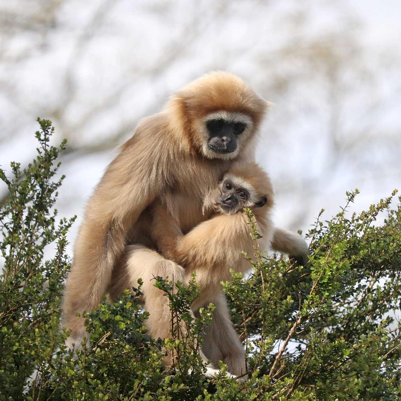 <b>LAR GIBBON</b>
<br>
<i>Hylobates lar</i>
<br>
Where They Live: China, Thailand, Laos, Burma & Indonesia
<br>
Status: Endangered