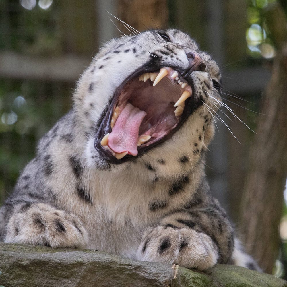 <b>SNOW LEOPARD</b>
<br>
<i>Panthera uncia</i>
<br>
Where They Live: Central & South Asia
<br>
Status: Vulnerable