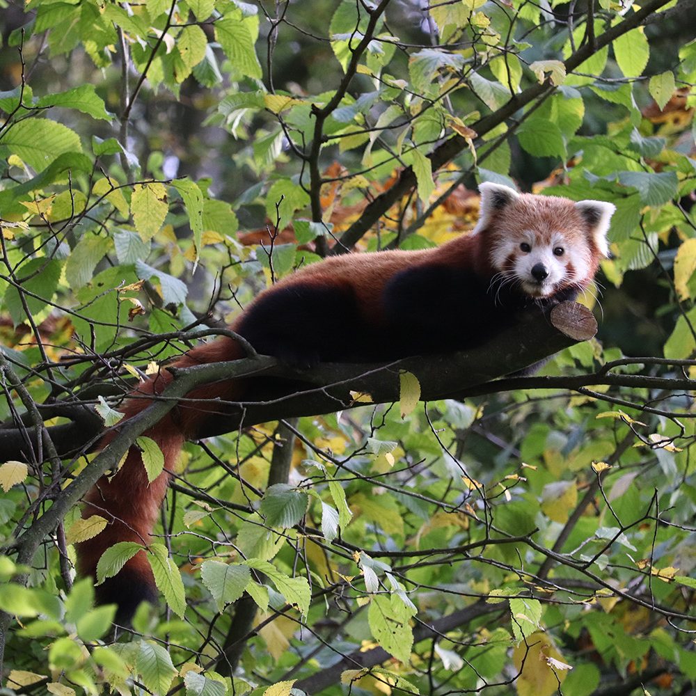 <b>RED PANDA</b>
<br>
<i>Ailurus fulgens</i>
<br>
Where They Live: Himalayas, East India
<br>
Status: Vulnerable