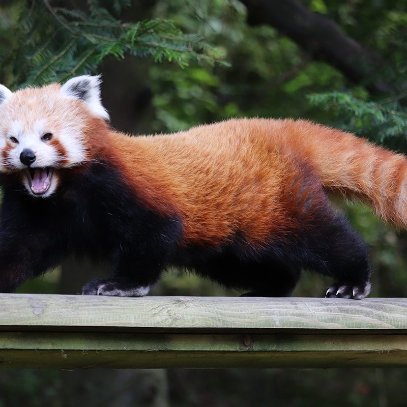 <b>RED PANDA</b>
<br>
<i>Ailurus fulgens</i>
<br>
Where They Live: Himalayas, East India
<br>
Status: Vulnerable