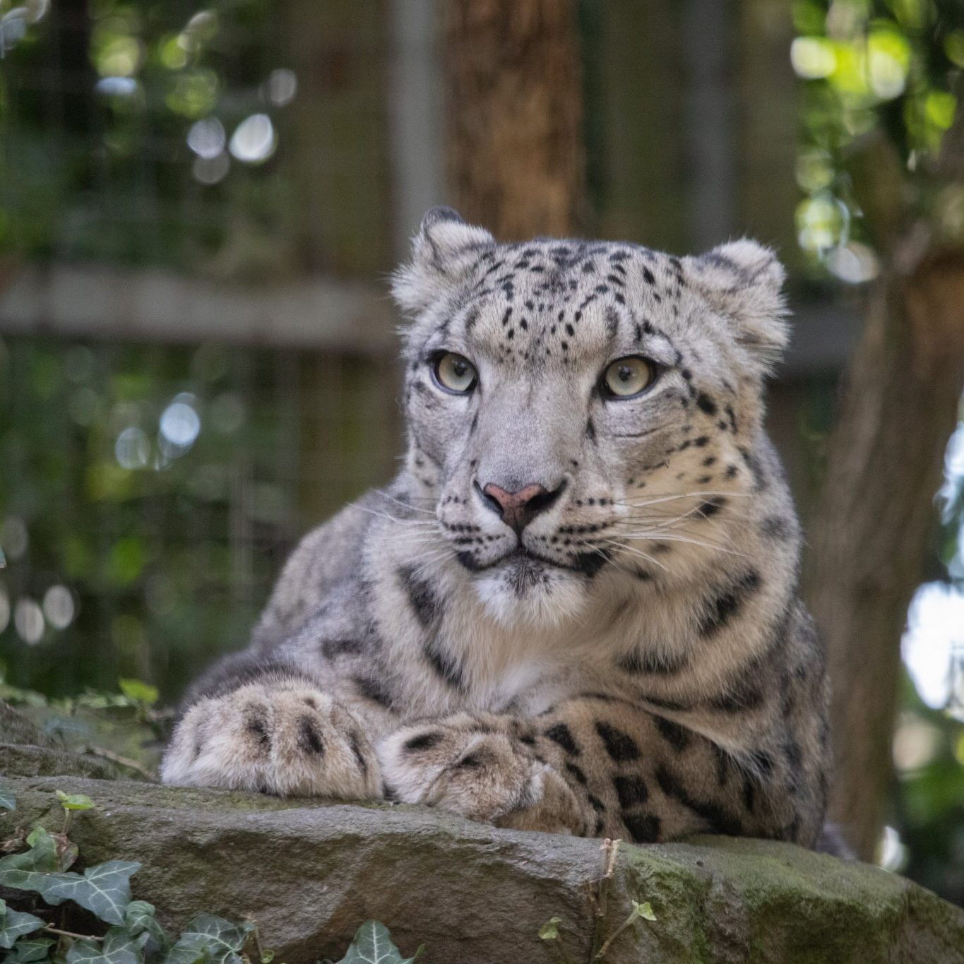 <b>SNOW LEOPARD</b>
<br>
<i>Panthera uncia</i>
<br>
Where They Live: Central & South Asia
<br>
Status: Vulnerable