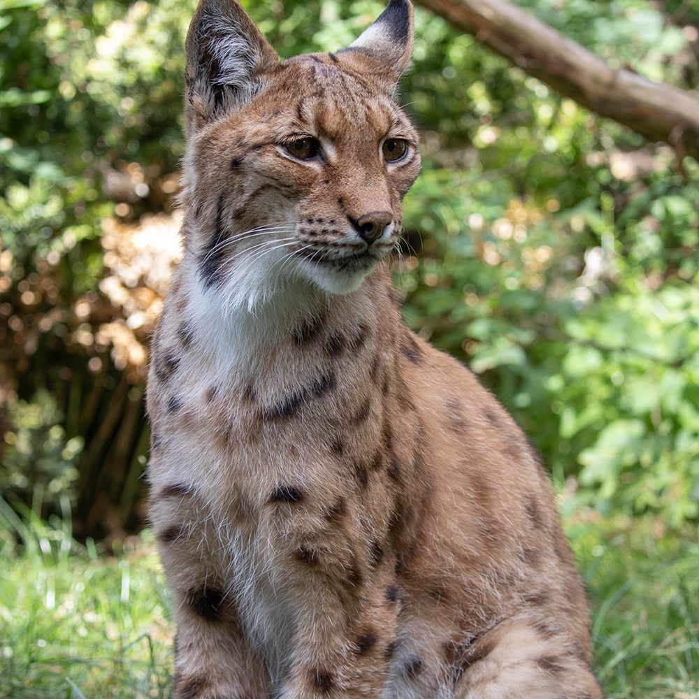 <b>CARPATHIAN LYNX</b>
<br>
<i>Lynx lynx carpathicus</i>
<br>
Where They Live: Romania, Slovakia & Hungary
<br>
Status: Least Concern