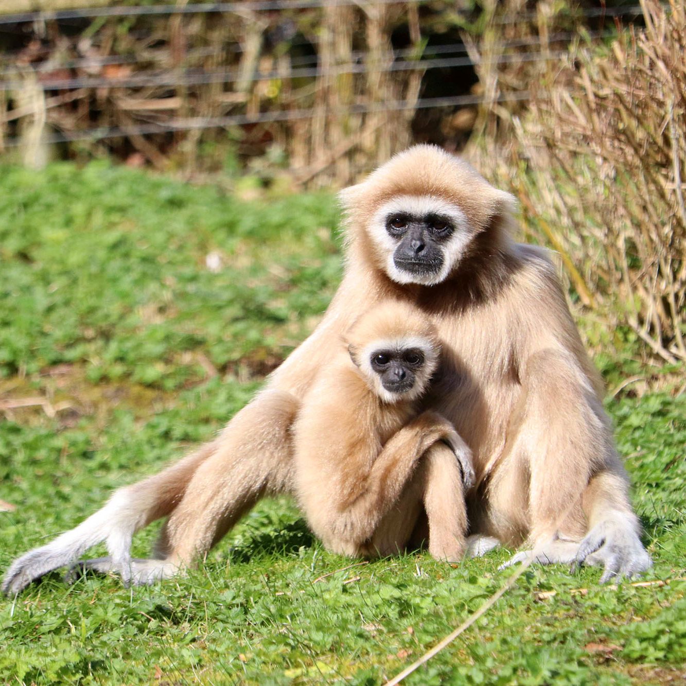 <b>LAR GIBBON</b>
<br>
<i>Hylobates lar</i>
<br>
Where They Live: China, Thailand, Laos, Burma & Indonesia
<br>
Status: Endangered