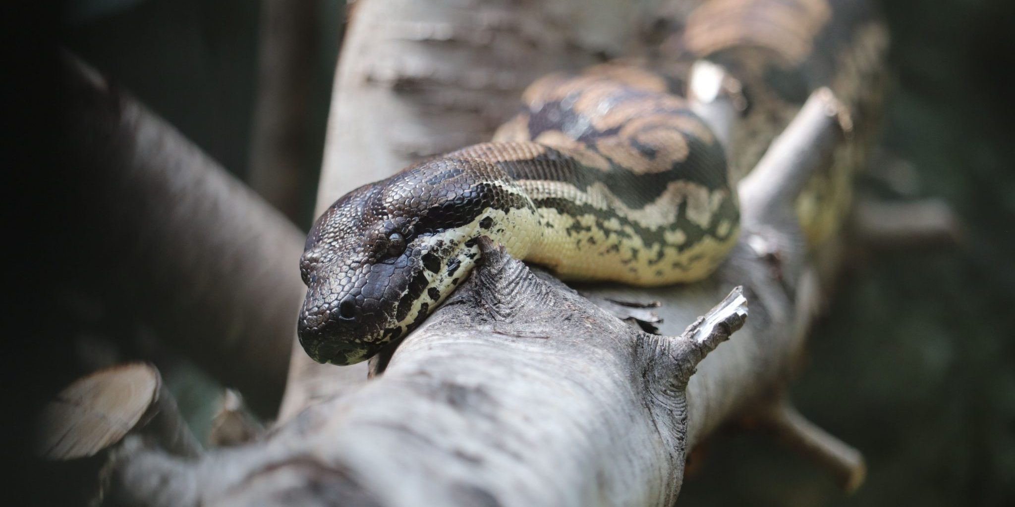 <b>DUMERILS BOA</b>
<br>
<i>Acrantophis dumerili</i>
<br>
Where They Live: Madagascar
<br>
Status: Least Concern