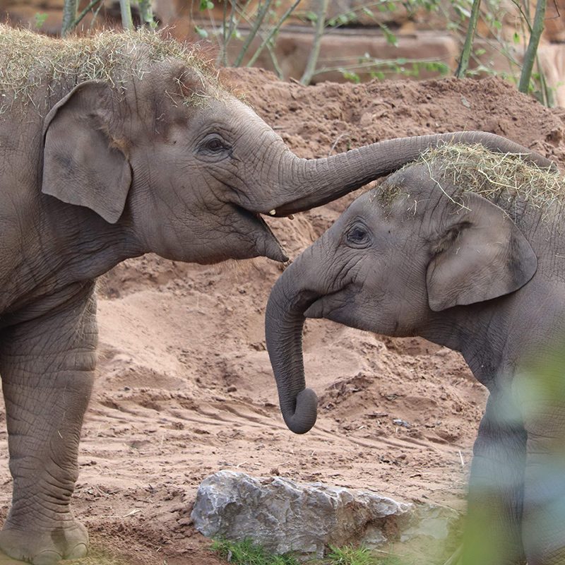 <b>ASIAN ELEPHANT</b>
<br>
<i>Elephas maximus</i>
<br>
Where They Live: South-East Asia
<br>
Status: Endangered