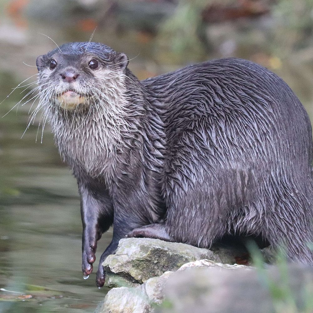 <b>ASIATIC SHORT-CLAWED OTTER</b>
<br>
<i>Amblonyx cinereus</i>
<br>
Where They Live: South East Asia
<br>
Status: Vulnerable