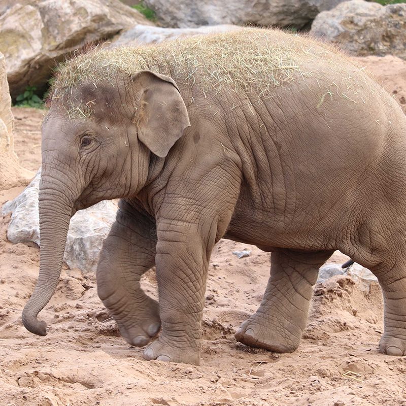 <b>ASIAN ELEPHANT</b>
<br>
<i>Elephas maximus</i>
<br>
Where They Live: South-East Asia
<br>
Status: Endangered