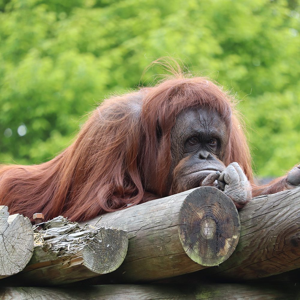 <b>BORNEAN ORANGUTAN</b>
<br>
<i>Pongo pygmaeus</i>
<br>
Where They Live: Borneo
<br>
Status: Endangered