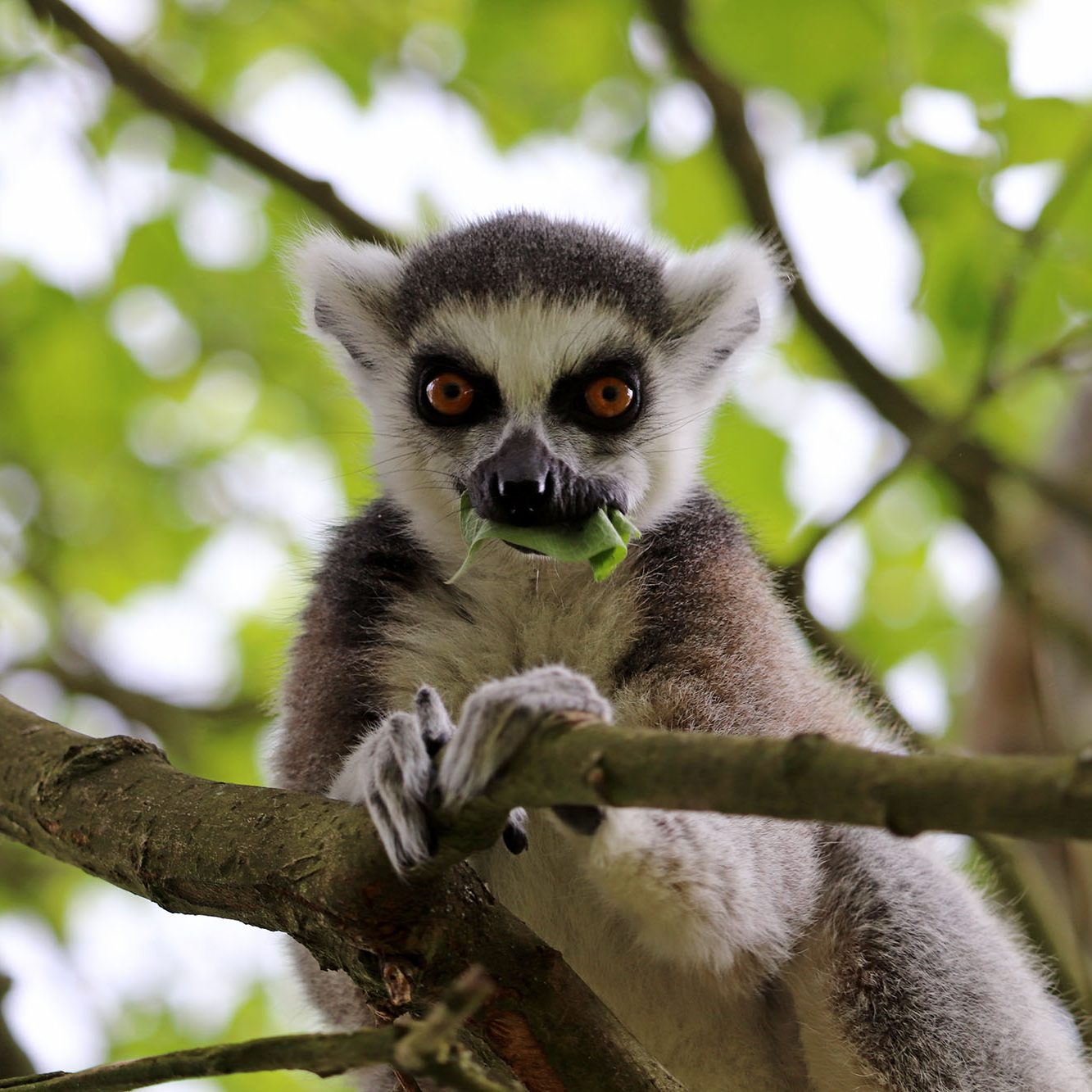 <b>RING-TAILED LEMUR</b>
<br>
<i>Lemur catta</i>
<br>
Where They Live: Madagascar
<br>
Status: Near Threatened