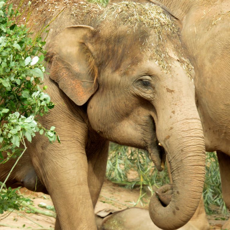 <b>ASIAN ELEPHANT</b>
<br>
<i>Elephas maximus</i>
<br>
Where They Live: South-East Asia
<br>
Status: Endangered