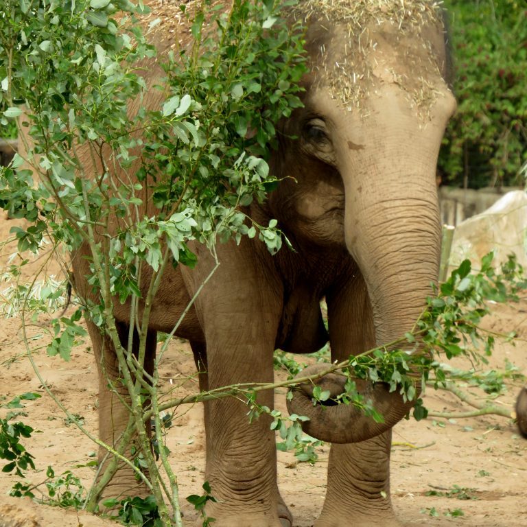 <b>ASIAN ELEPHANT</b>
<br>
<i>Elephas maximus</i>
<br>
Where They Live: South-East Asia
<br>
Status: Endangered