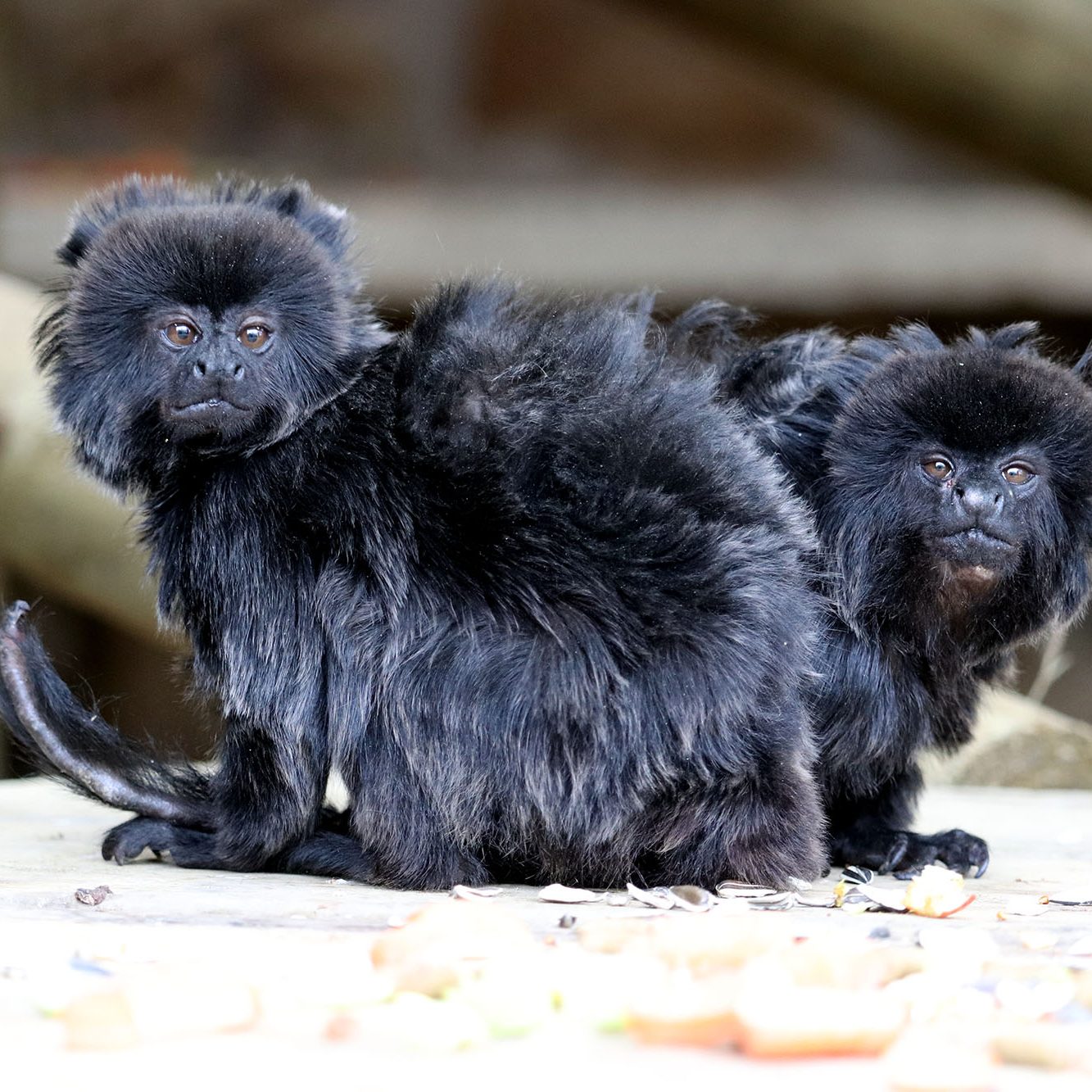 <b>GOELDI'S MONKEY</b>
<br>
<i>Callimico goeldii</i>
<br>
Where They Live: Bolivia, Brazil, Colombia, Ecuador & Peru
<br>
Status: Vulnerable