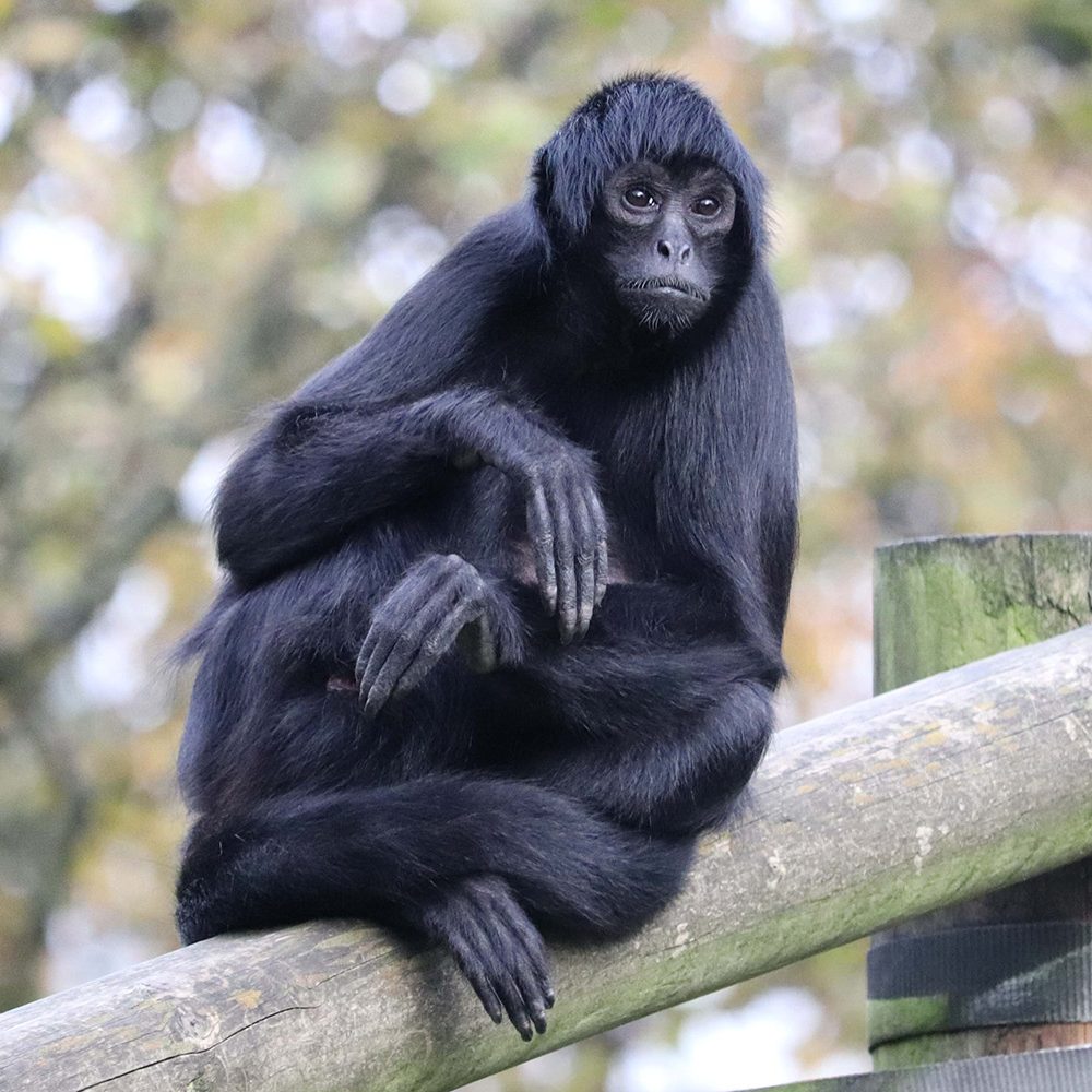 <b>COLOMBIAN BLACK SPIDER MONKEY</b>
<br>
<i>Ateles fusciceps rufiventris</i>
<br>
Where They Live: Colombia & Panama
<br>
Status: Critically Endangered