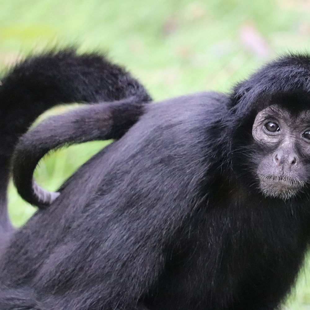 <b>COLOMBIAN BLACK SPIDER MONKEY</b>
<br>
<i>Ateles fusciceps rufiventris</i>
<br>
Where They Live: Colombia & Panama
<br>
Status: Critically Endangered