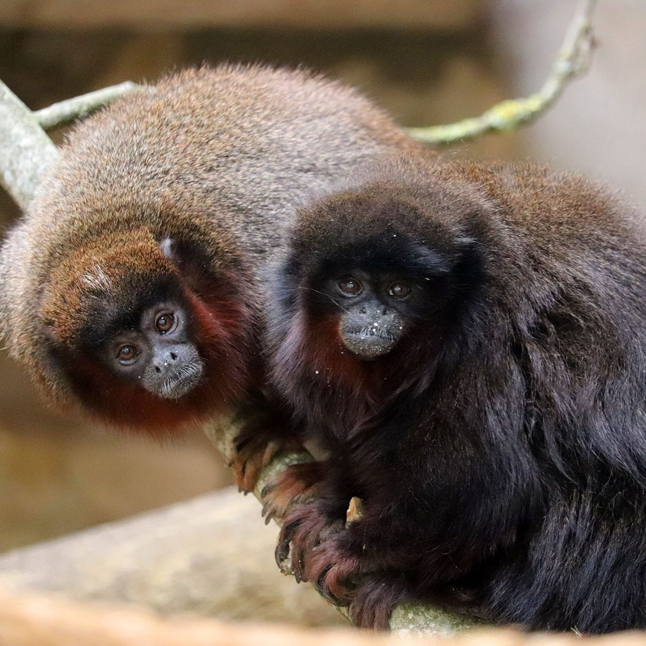 <b>COPPERY TITI MONKEY</b>
<br>
<i>Plecturocebus cupreus</i>
<br>
Where They Live: Brazil & Peru
<br>
Status: Least Concern