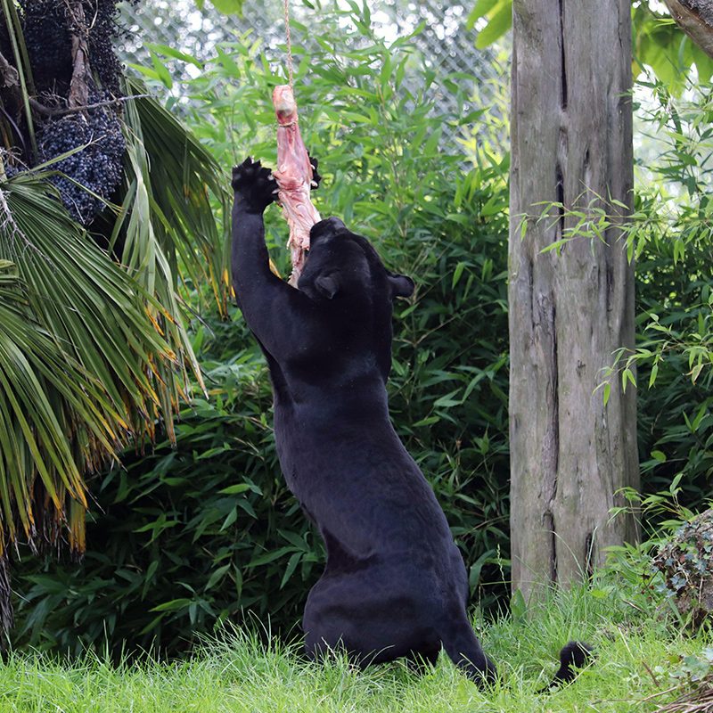 <b>JAGUAR</b>
<br>
<i>Panthera onca</i>
<br>
Where They Live: Mexico & South America
<br>
Status: Near Threatened