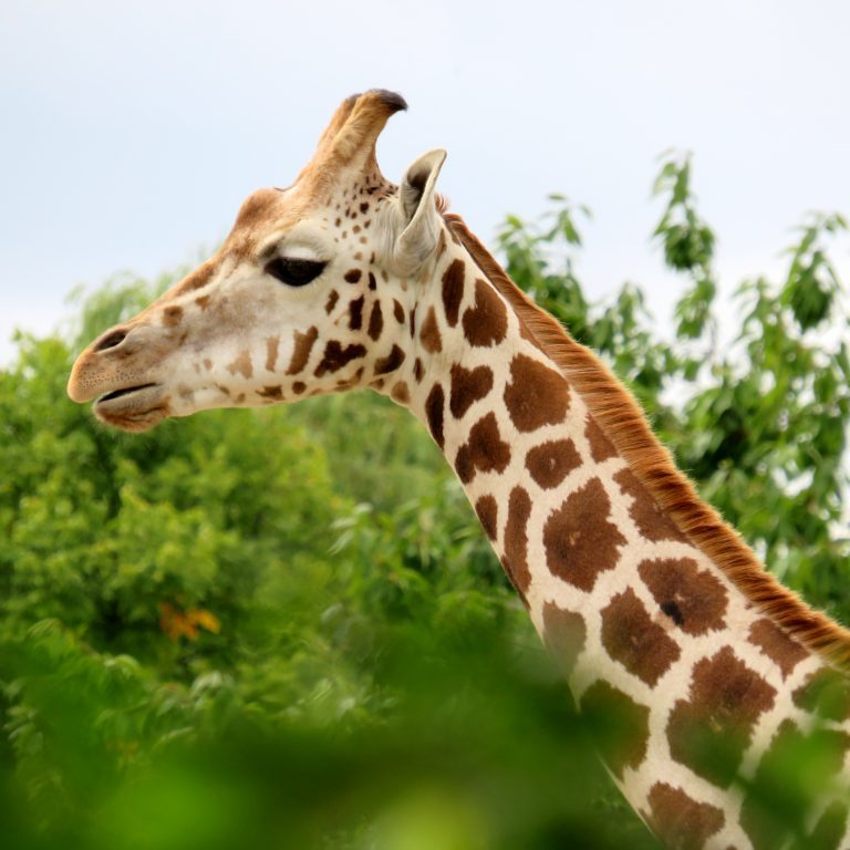 <b>ROTHSCHILD'S GIRAFFE</b>
<br>
<i>Giraffa camelopardalis rothschildi</i>
<br>
Where They Live: Uganda, Nairobi & Kenya
<br>
Status: Endangered