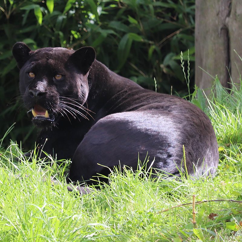 <b>JAGUAR</b>
<br>
<i>Panthera onca</i>
<br>
Where They Live: Mexico & South America
<br>
Status: Near Threatened