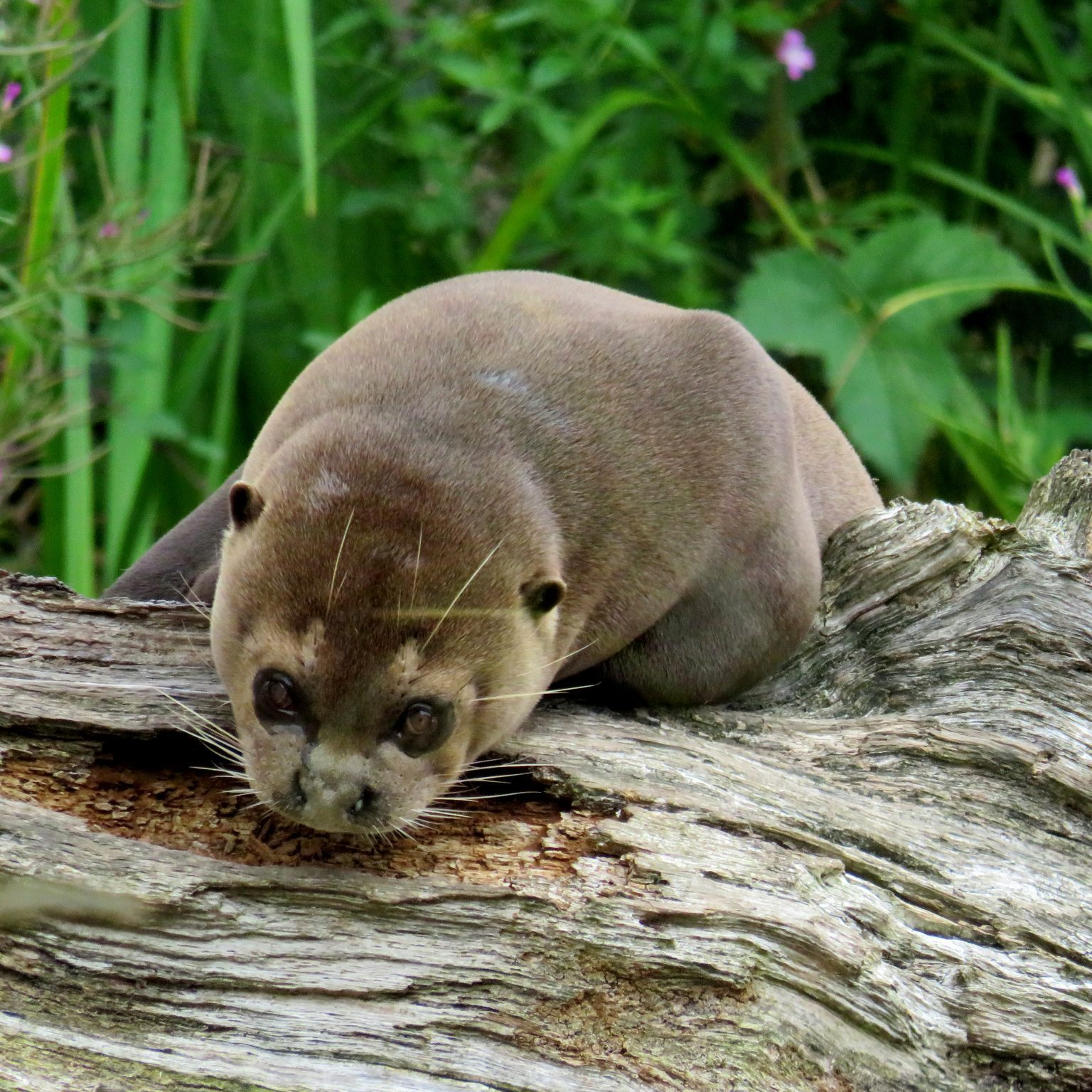 <b>GIANT OTTER</b>
<br>
<i>Pteronura brasiliensis</i>
<br>
Where They Live: South America
<br>
Status: Endangered
