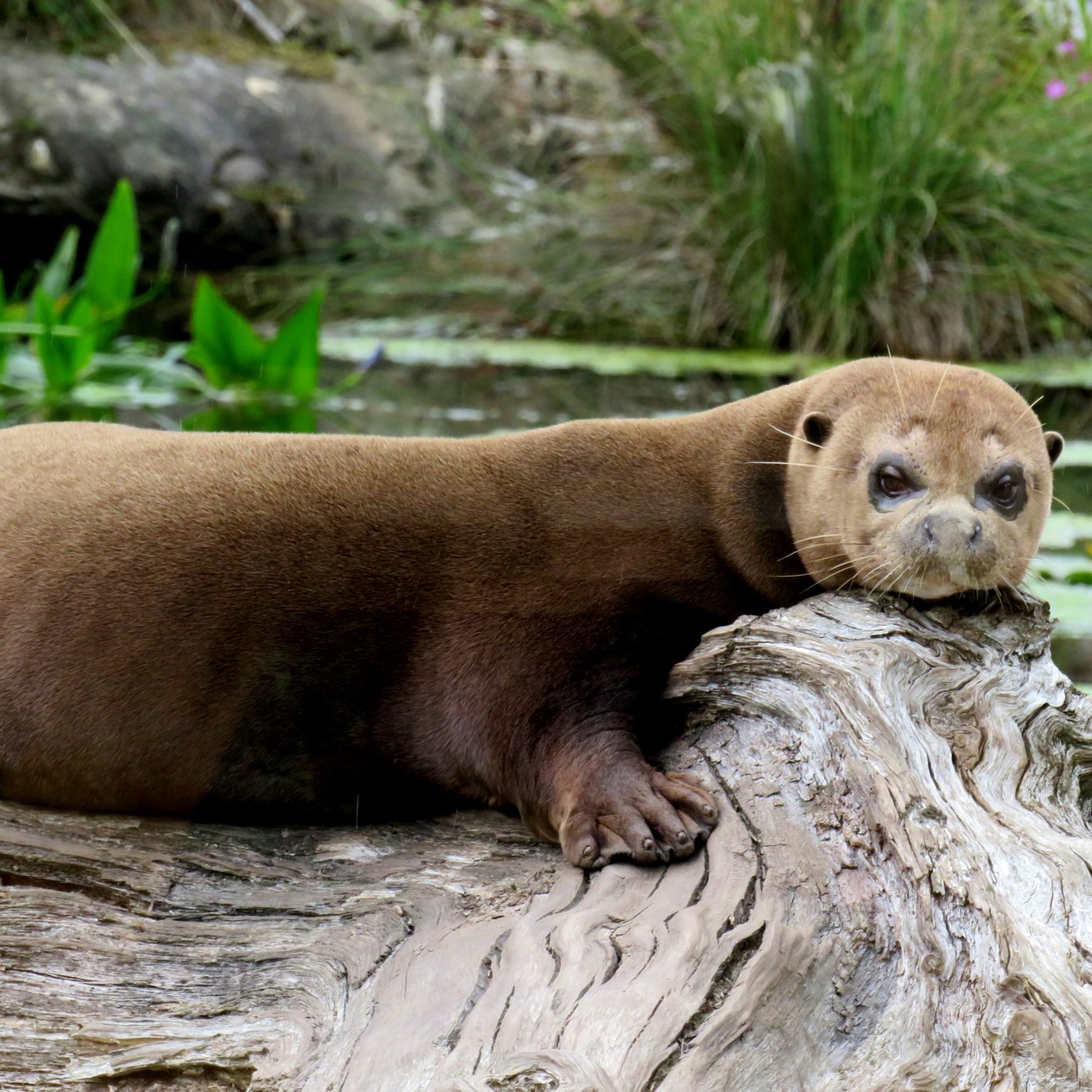 <b>GIANT OTTER</b>
<br>
<i>Pteronura brasiliensis</i>
<br>
Where They Live: South America
<br>
Status: Endangered
